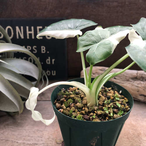 斑入りクワズイモ♡希少♡観葉植物♡インテリア リース パリジェンヌ