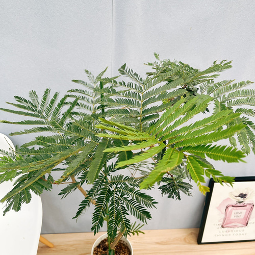 現品］11番 エバーフレッシュ 曲がり 7号 観葉植物 室内 大型
