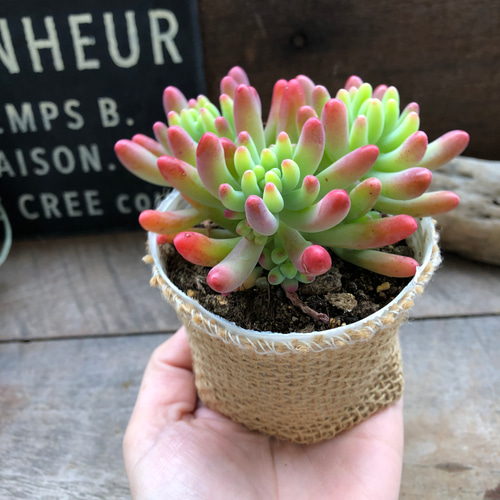 2種セット♡乙女心×オーロラ♡ほんのりピンク♡多肉植物♡セダム