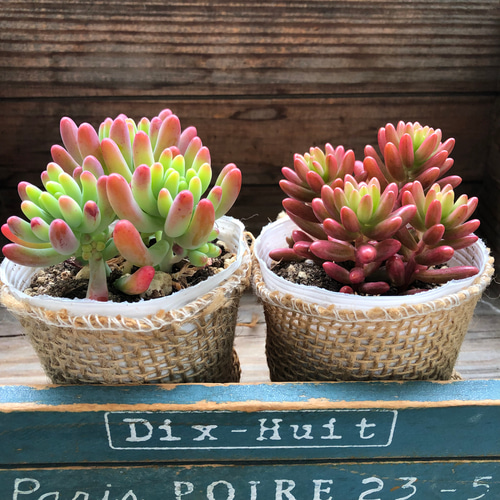 2種セット♡乙女心×オーロラ♡ほんのりピンク♡多肉植物♡セダム