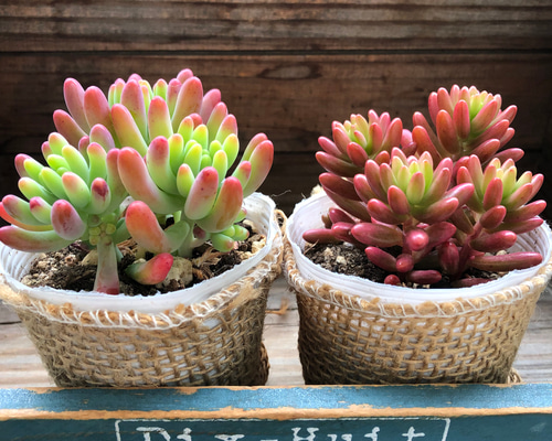 98fade753c0e7f0a08162914e137d7