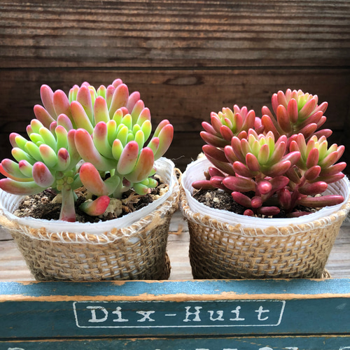 2種セット♡乙女心×オーロラ♡ほんのりピンク♡多肉植物♡セダム