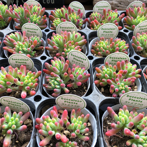 2種セット♡乙女心×オーロラ♡ほんのりピンク♡多肉植物♡セダム