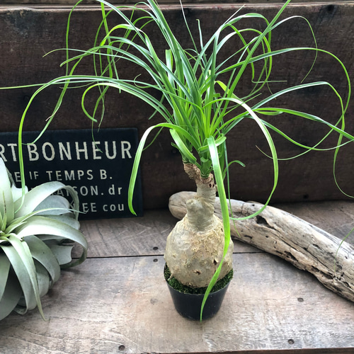 【週末タイムセール】トックリラン　ノリナ　ポニーテール　塊根植物 トックリラン (ノリナ ポニーテール) | yu25plants