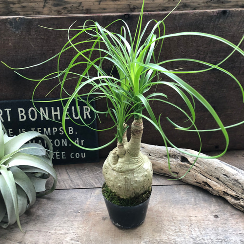 ポニーテール♡トックリラン♡ノリナ♡観葉植物♡おしゃれ アート