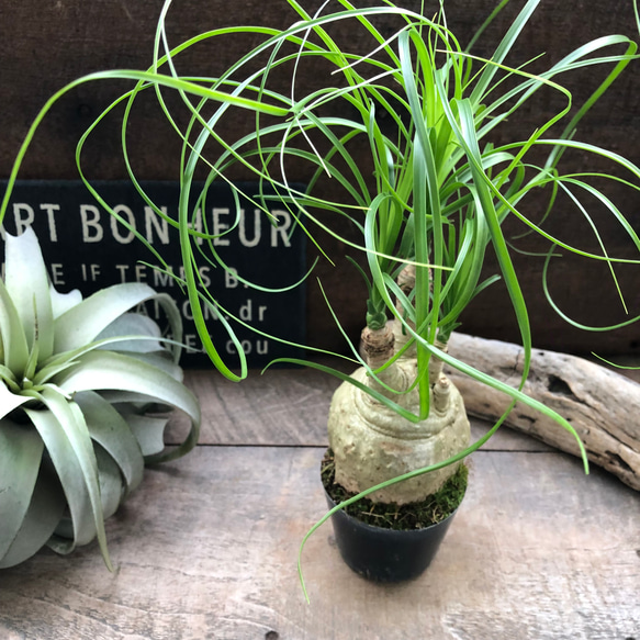 ポニーテール♡トックリラン♡ノリナ♡観葉植物♡おしゃれ アート