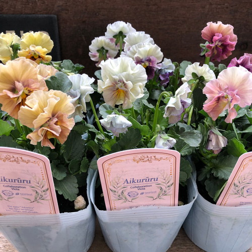 アイクルール2個セット♡フリル咲きビオラ♡シエルブリエ×エルカル