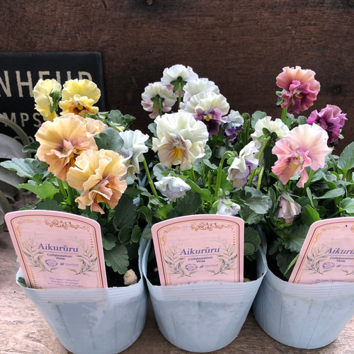 アイクルール2個セット♡フリル咲きビオラ♡シエルブリエ×エルカル