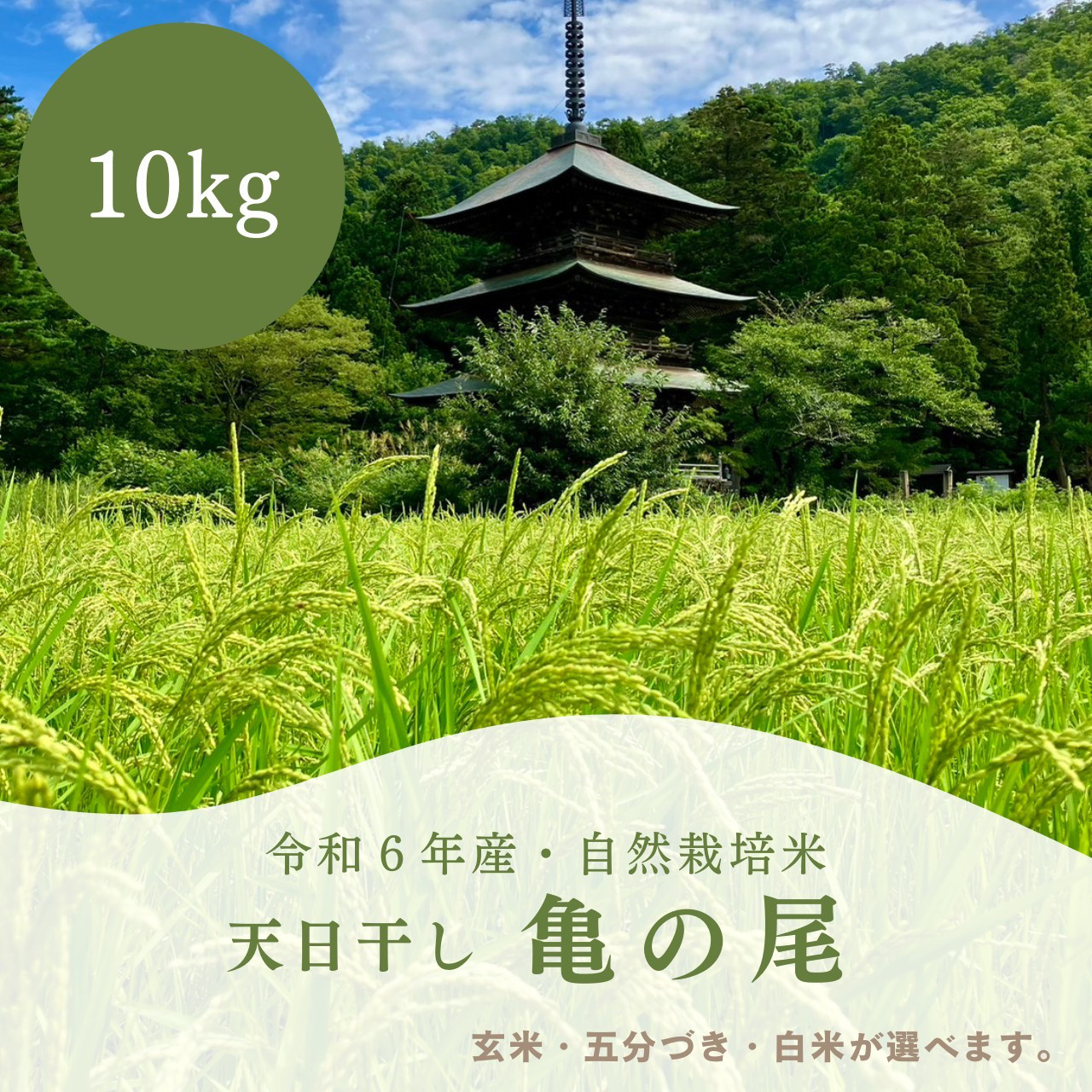 亀の尾 10kg 玄米 令和6年産 農薬不使用 肥料不使用 自然栽培米