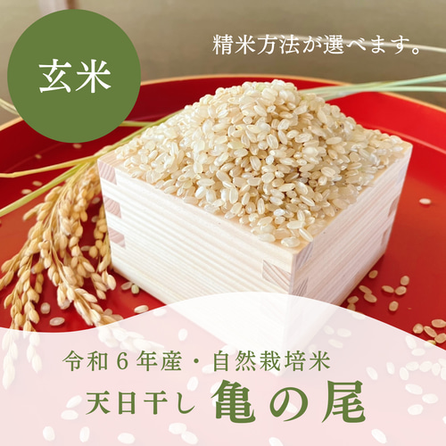 亀の尾 10kg 玄米 令和6年産 農薬不使用 肥料不使用 自然栽培米②