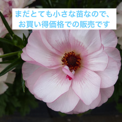 にしきの園 | #ラナンキュラスラックス #ラナンキュラスラックス