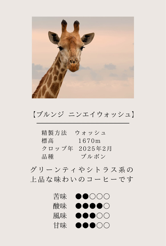 【最安値】ドリップバッグコーヒーおうち時間 ドリップコーヒー 自家焙煎 コーヒー豆 珈琲豆 9枚目の画像