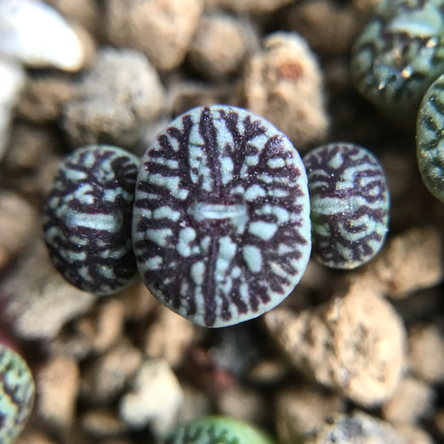 多肉植物 コノフィツム ミニマム ウィッテベルゲンセ RR714 抜き苗 3頭