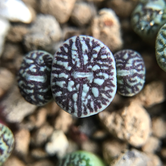 多肉植物 コノフィツム ミニマム ウィッテベルゲンセ RR714 抜き