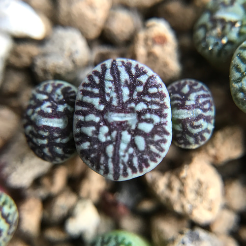 多肉植物 コノフィツム ミニマム ウィッテベルゲンセ RR714 抜き苗 3頭