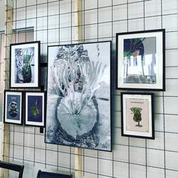 A3サイズ ビカクシダ リドレイポスター 【GG】（テキスト有り） 9枚目の画像