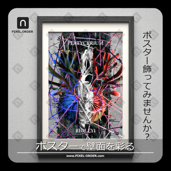 A3サイズ ビカクシダ リドレイポスター 【GG】（テキスト有り） 1枚目の画像