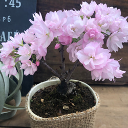 春咲き桜の花 アメリカンフラワー ディップフラワー アートフラワー