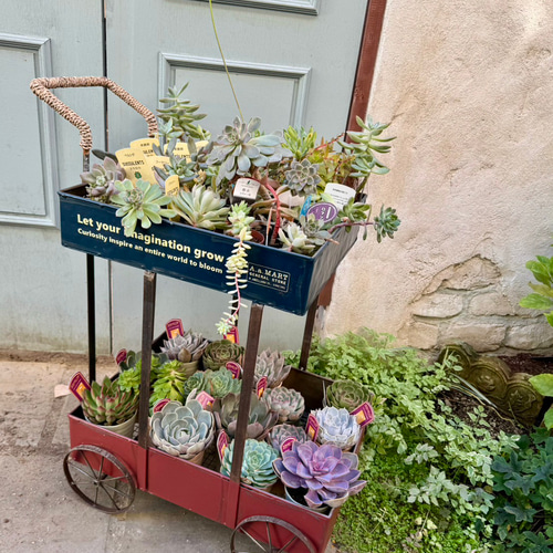 多肉ワゴンにおすすめです！！ガーデニングカート リース ノビントス