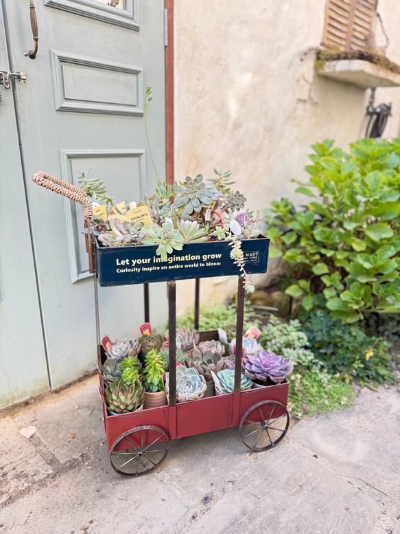 多肉ワゴンにおすすめです！！ガーデニングカート リース ノビントス