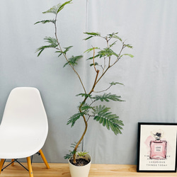 現品］3番 エバーフレッシュ 曲がり 7号 観葉植物 室内 大型