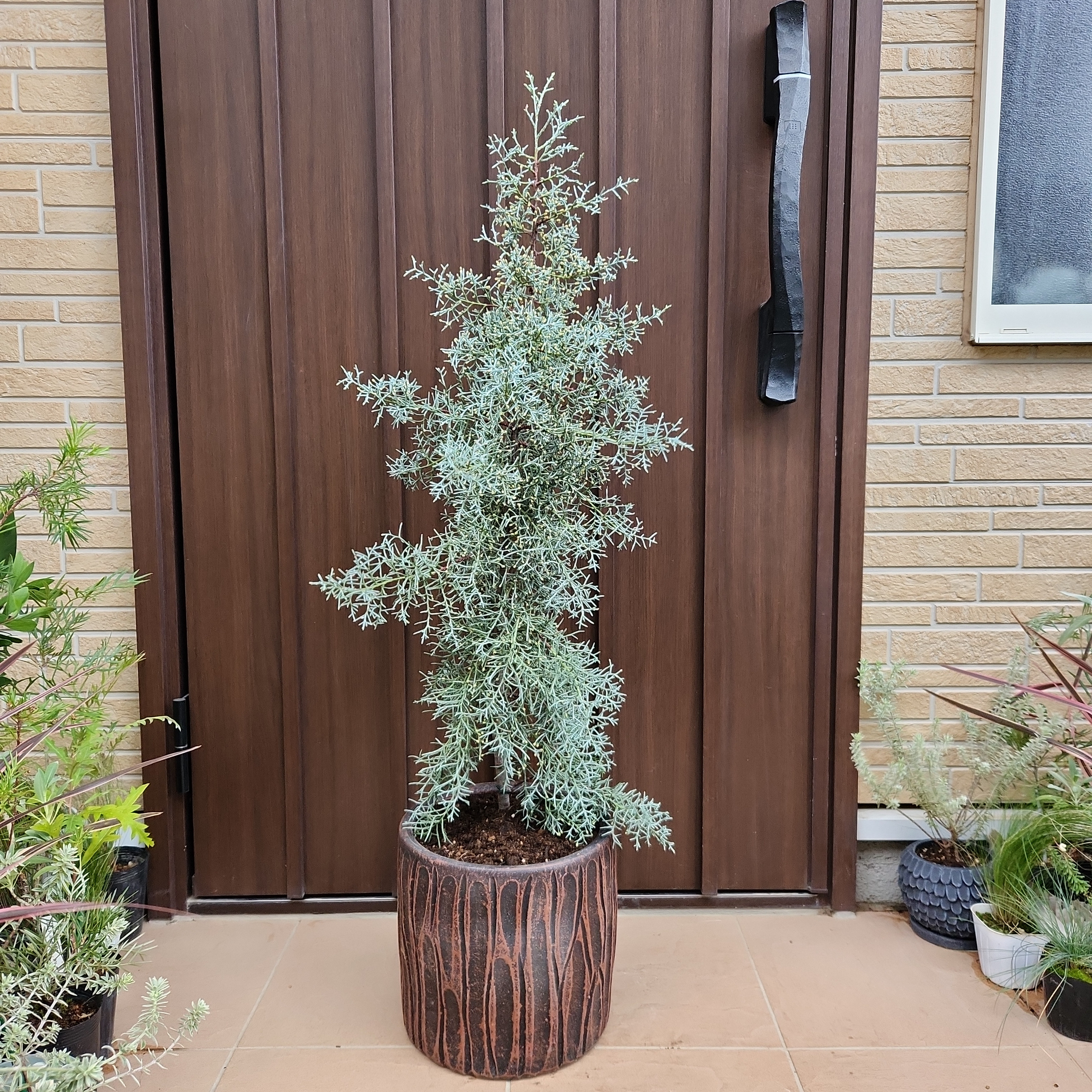 チャリチャリ ブルーアイス コニファー テラコッタ鉢植え ローズ