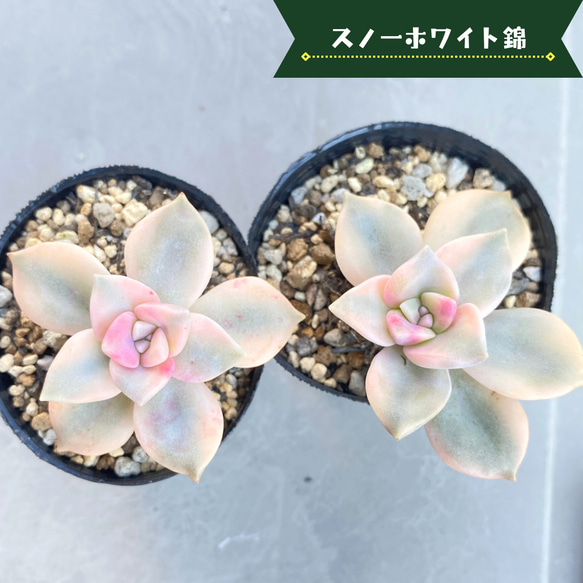 2苗【6cmpot/スノーホワイト錦】小苗 輸入苗 多肉植物 多肉植物 2苗【6cmpot/スノーホワイト錦】小苗 輸入苗 多肉植物 多肉植物