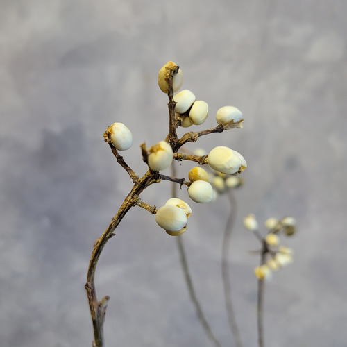 季節限定！ナンキンハゼ 枝物 80~90cm ドライフラワー papaver 通販