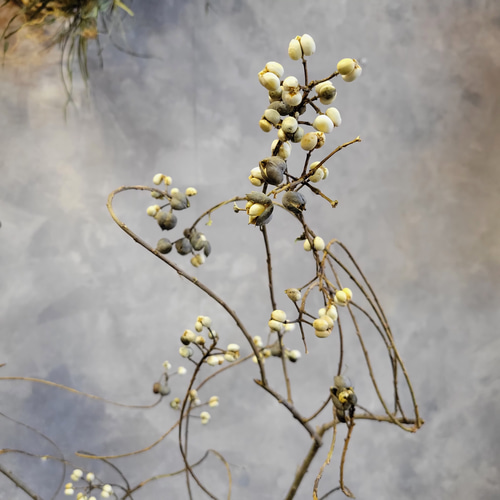 季節限定！ナンキンハゼ 枝物 80~90cm ドライフラワー papaver 通販