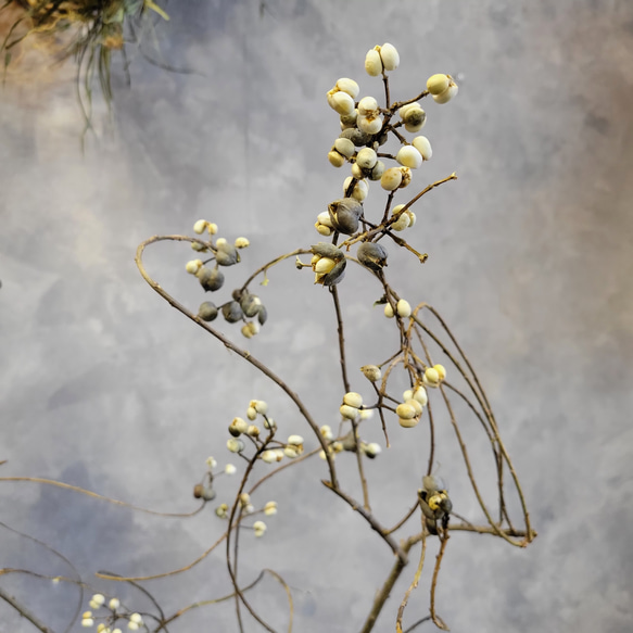 季節限定！ナンキンハゼ 枝物 80~90cm ドライフラワー papaver 通販