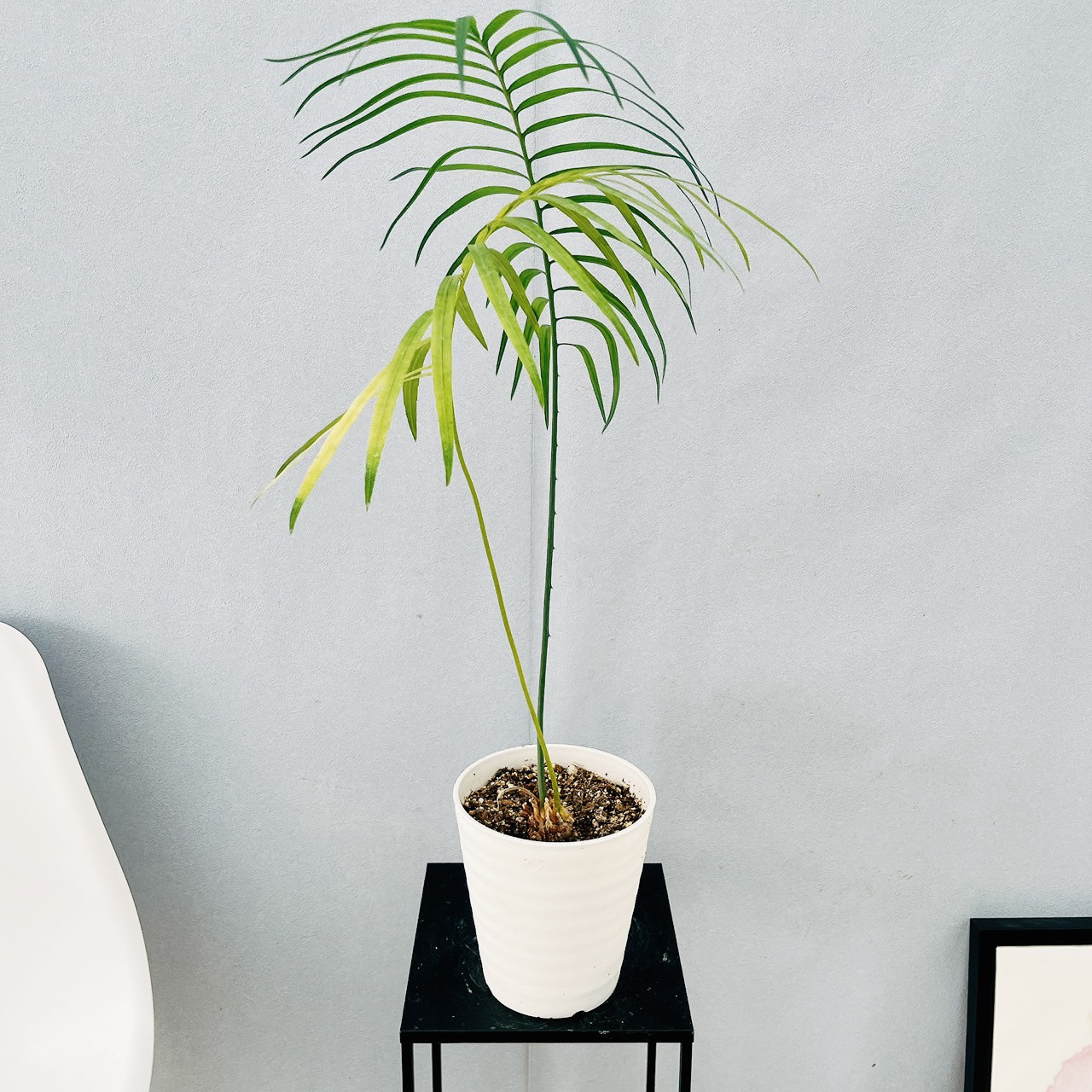 ［現品］【希少】4番　サイカス　クリビコーラ　ルテア　実生　蘇轍　観葉植物　レア ［現品］【希少】4番　サイカス　クリビコーラ　ルテア　実生　蘇轍　観葉植物　レア