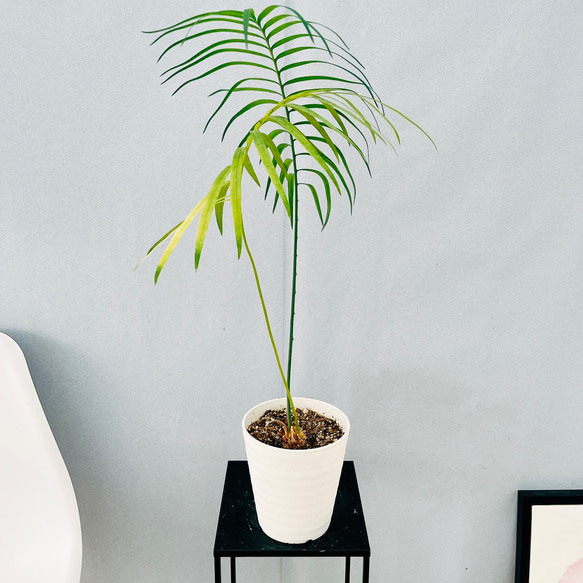 ［現品］【希少】4番　サイカス　クリビコーラ　ルテア　実生　蘇轍　観葉植物　レア 現品］【希少】1番 サイカス クリビコーラ ルテア 実生 蘇轍