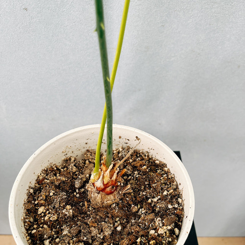 ［現品］【希少】4番　サイカス　クリビコーラ　ルテア　実生　蘇轍　観葉植物　レア 現品］【希少】1番 サイカス クリビコーラ ルテア 実生 蘇轍