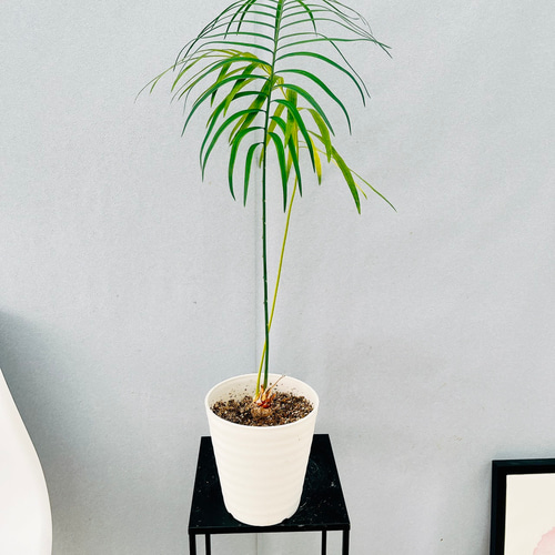 現品］【希少】1番 サイカス クリビコーラ ルテア 実生 蘇轍 観葉植物