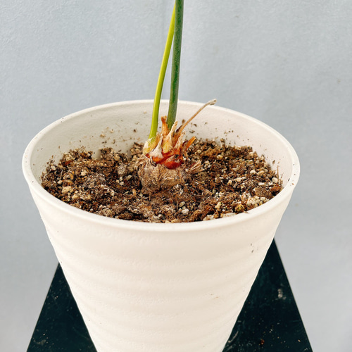 ［現品］【希少】4番　サイカス　クリビコーラ　ルテア　実生　蘇轍　観葉植物　レア 現品］【希少】1番 サイカス クリビコーラ ルテア 実生 蘇轍