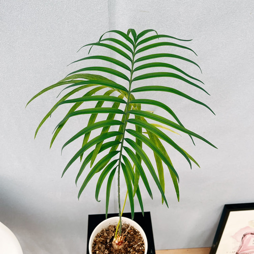 ［現品］【希少】4番　サイカス　クリビコーラ　ルテア　実生　蘇轍　観葉植物　レア 現品］【希少】4番 サイカス クリビコーラ ルテア 実生 蘇轍