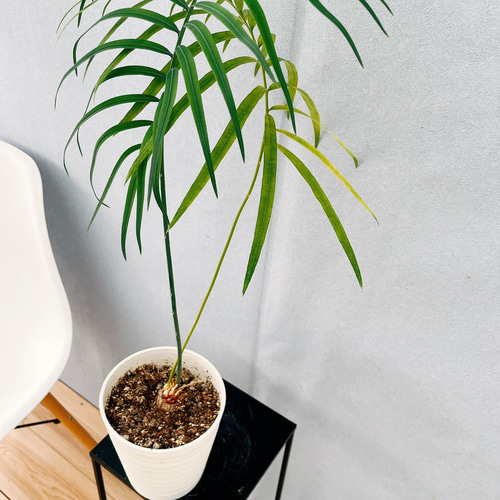 ［現品］【希少】4番　サイカス　クリビコーラ　ルテア　実生　蘇轍　観葉植物　レア 現品］【希少】1番 サイカス クリビコーラ ルテア 実生 蘇轍