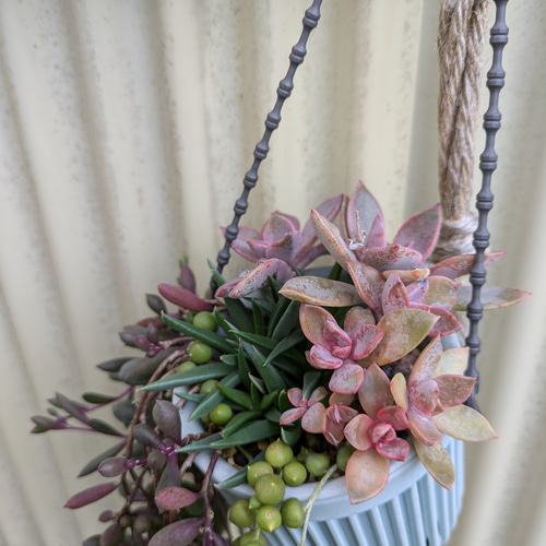 多肉植物 初恋×ルビーネックレスのパープルな寄せ植え 多肉植物 ミクロ