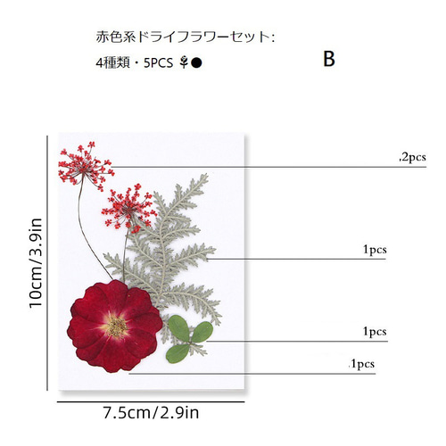 手作り押し花キット：植物標本＆DIY その他インテリア雑貨 King 通販