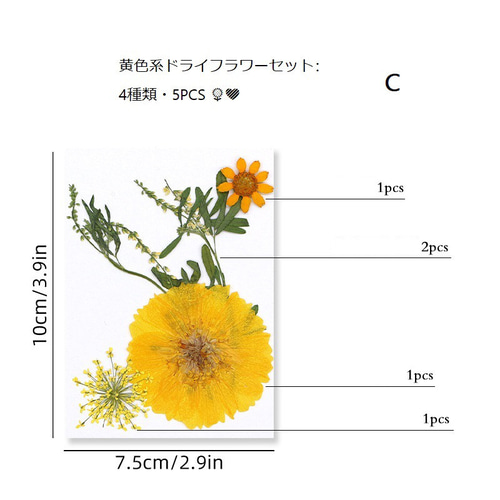手作り押し花キット：植物標本＆DIY その他インテリア雑貨 King 通販