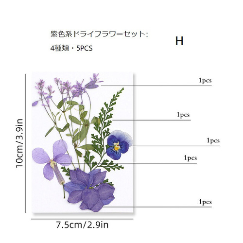 手作り押し花キット：植物標本＆DIY その他インテリア雑貨 King 通販