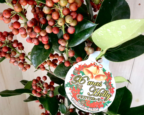 赤い実つき♡立派♡クリスマスホーリー♡西洋ヒイラギ♡鉢ごと