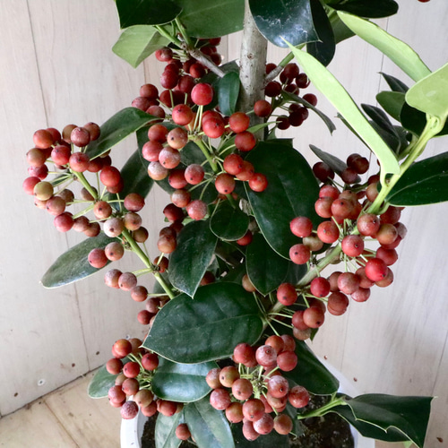 赤い実つき♡立派♡クリスマスホーリー♡西洋ヒイラギ♡鉢ごと