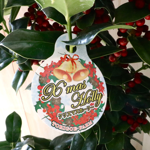 赤い実つき♡立派♡クリスマスホーリー♡西洋ヒイラギ♡鉢ごと