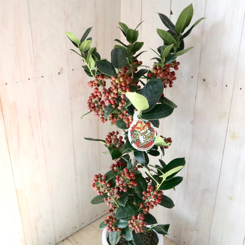 赤い実つき♡立派♡クリスマスホーリー♡西洋ヒイラギ♡鉢ごと