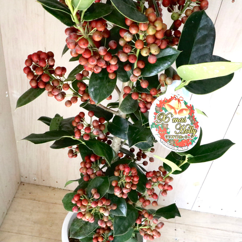 赤い実つき♡立派♡クリスマスホーリー♡西洋ヒイラギ♡鉢ごと