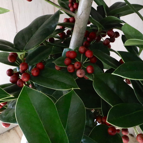 赤い実つき♡立派♡クリスマスホーリー♡西洋ヒイラギ♡鉢ごと