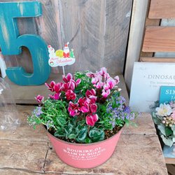 現品のみ！3株たっぷり♡【ガーデンシクラメン寄せ植え】レッド系