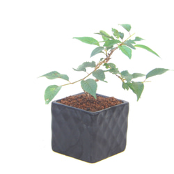 紫杜松 むらさきとしょう さし芽から10年程度育てたものです ミニ盆栽