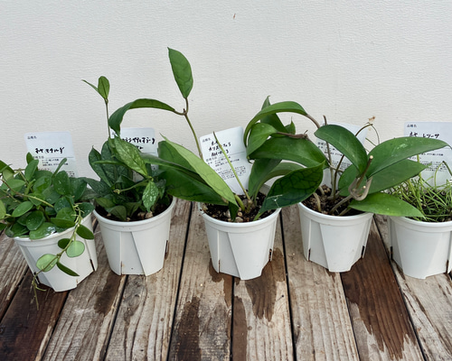 ホヤ5種類セット＊カリストフィラAH-003＊Aff vitellina＊マチルダ